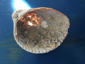 mighty mermaid shell